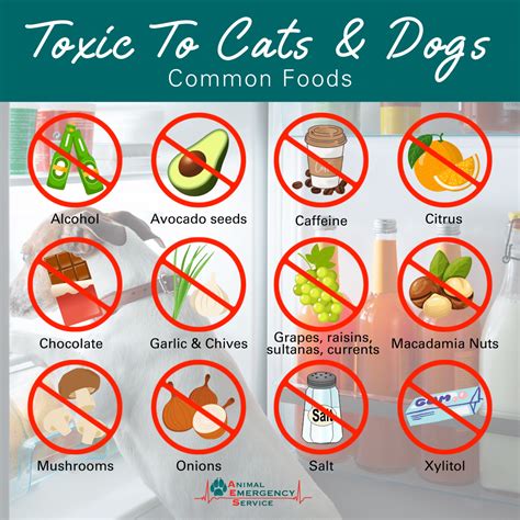 Printable List Of Toxic Foods For Cats